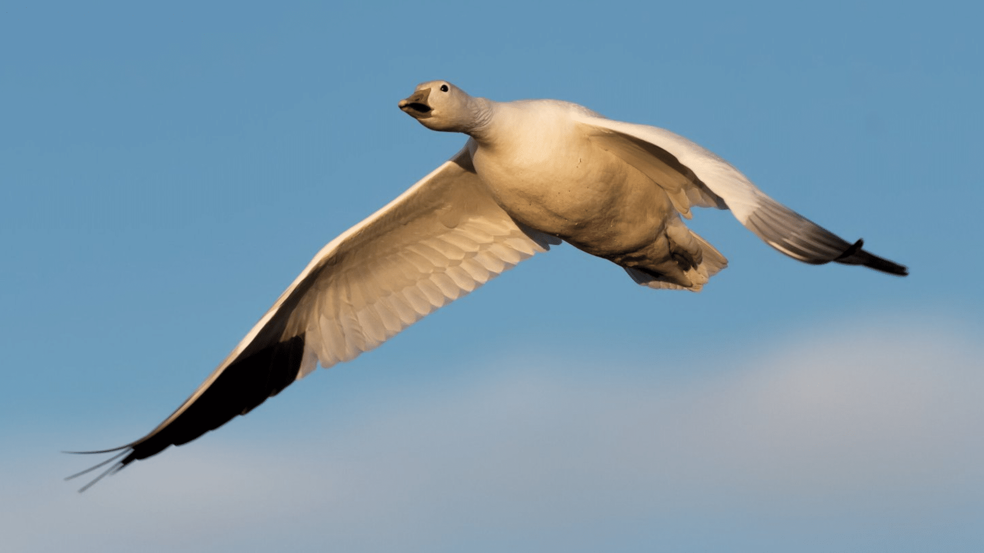 Snow_Goose