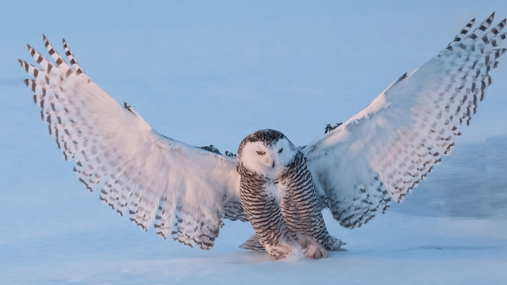 Snowy_Owl