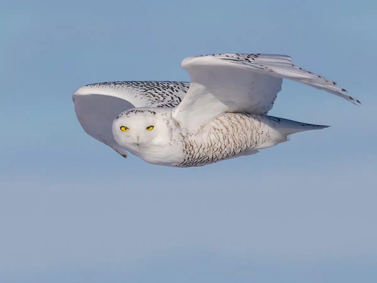 Snowy_Owl_Bubo_scandiacus