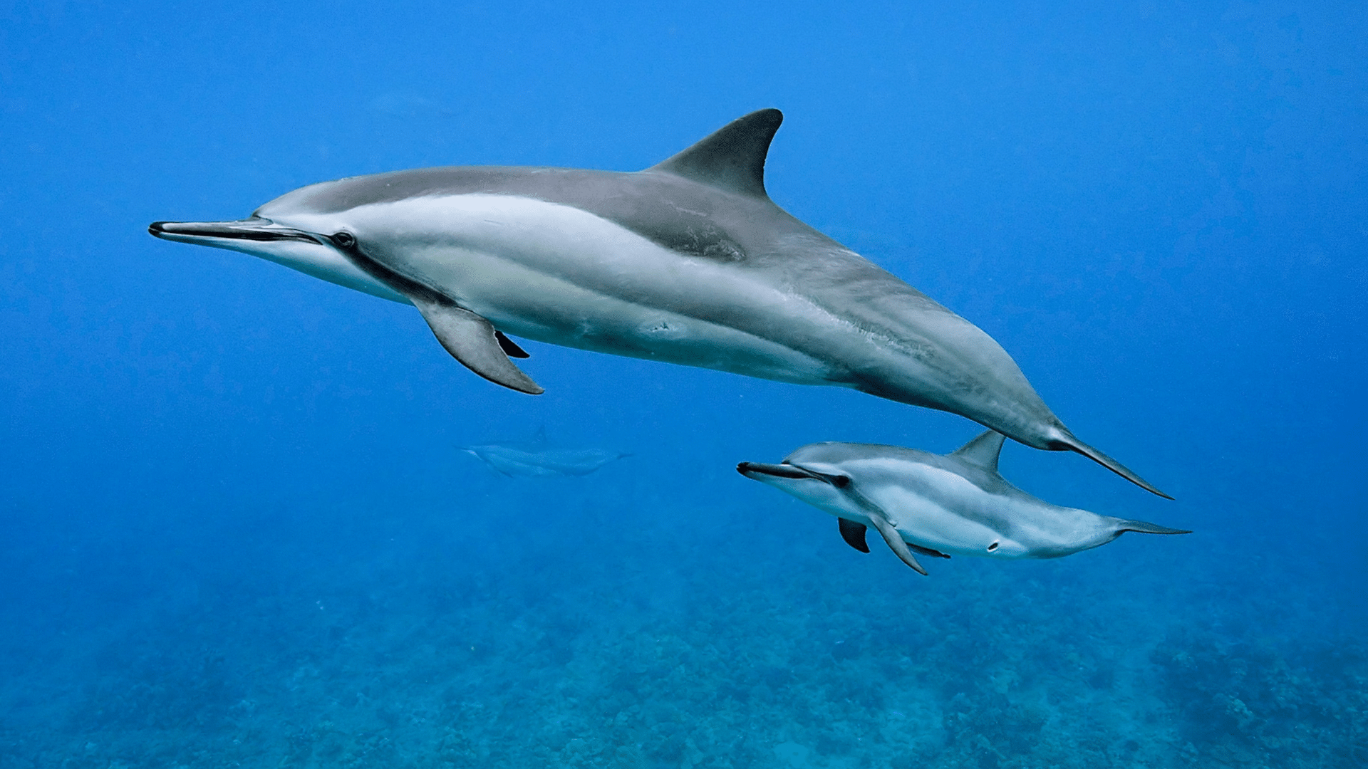 Spinner_Dolphin