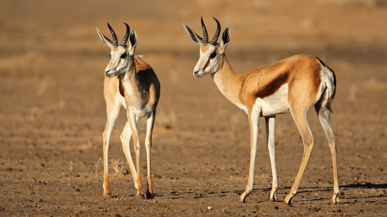 Springbok