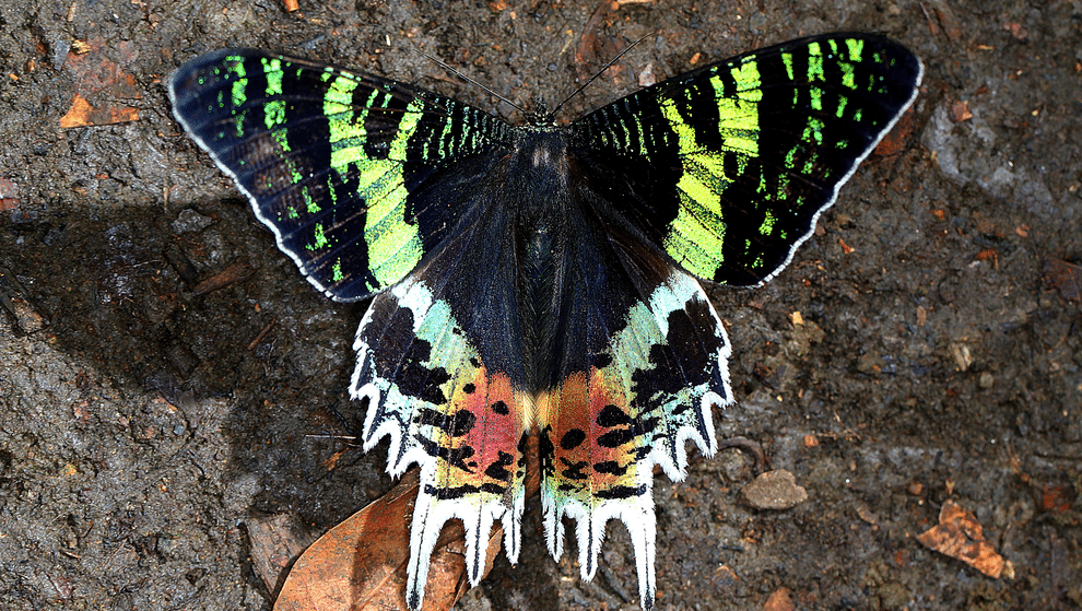 Sunset_Moth