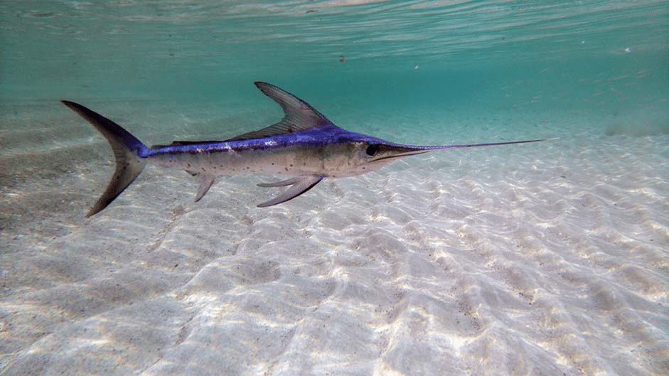 Swordfish