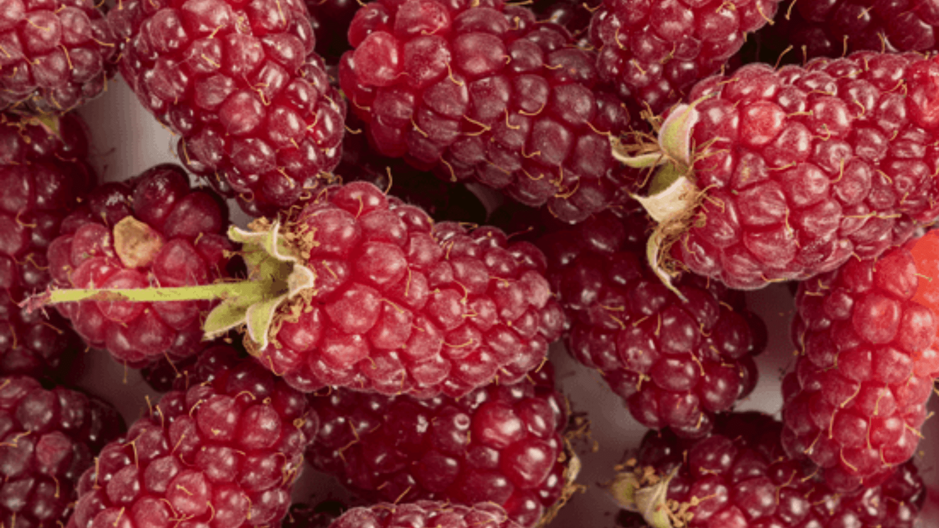 Tayberry