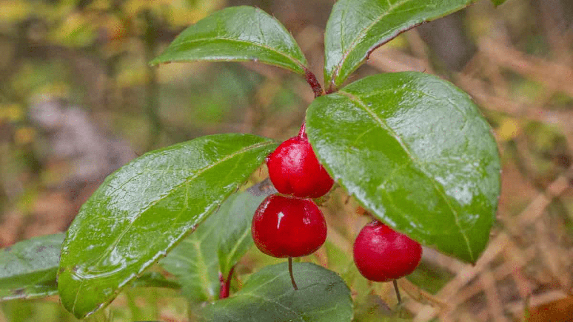 Teaberry