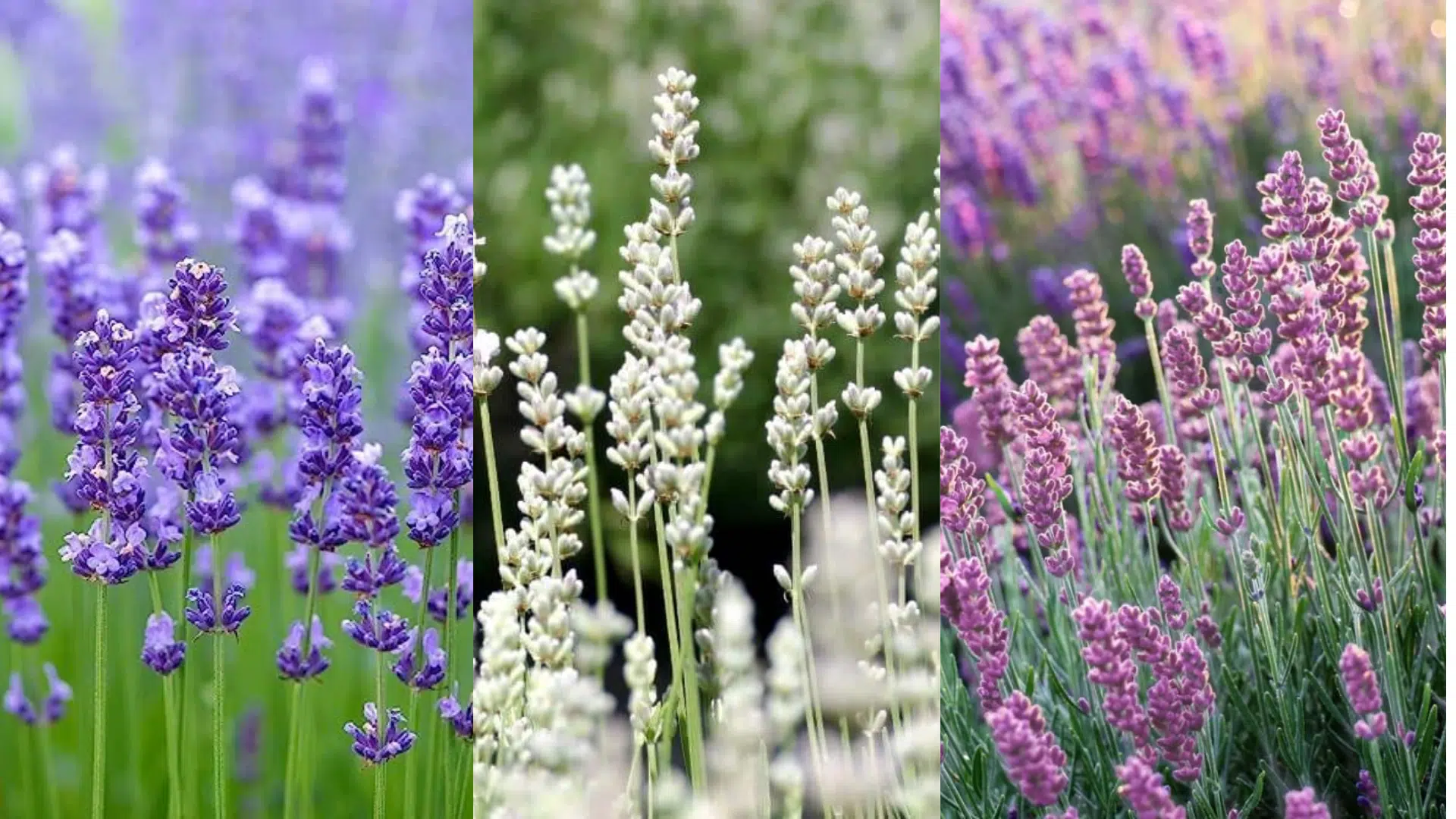 The_Cultural_Significance_and_Symbolism_of_Lavender_Flowers