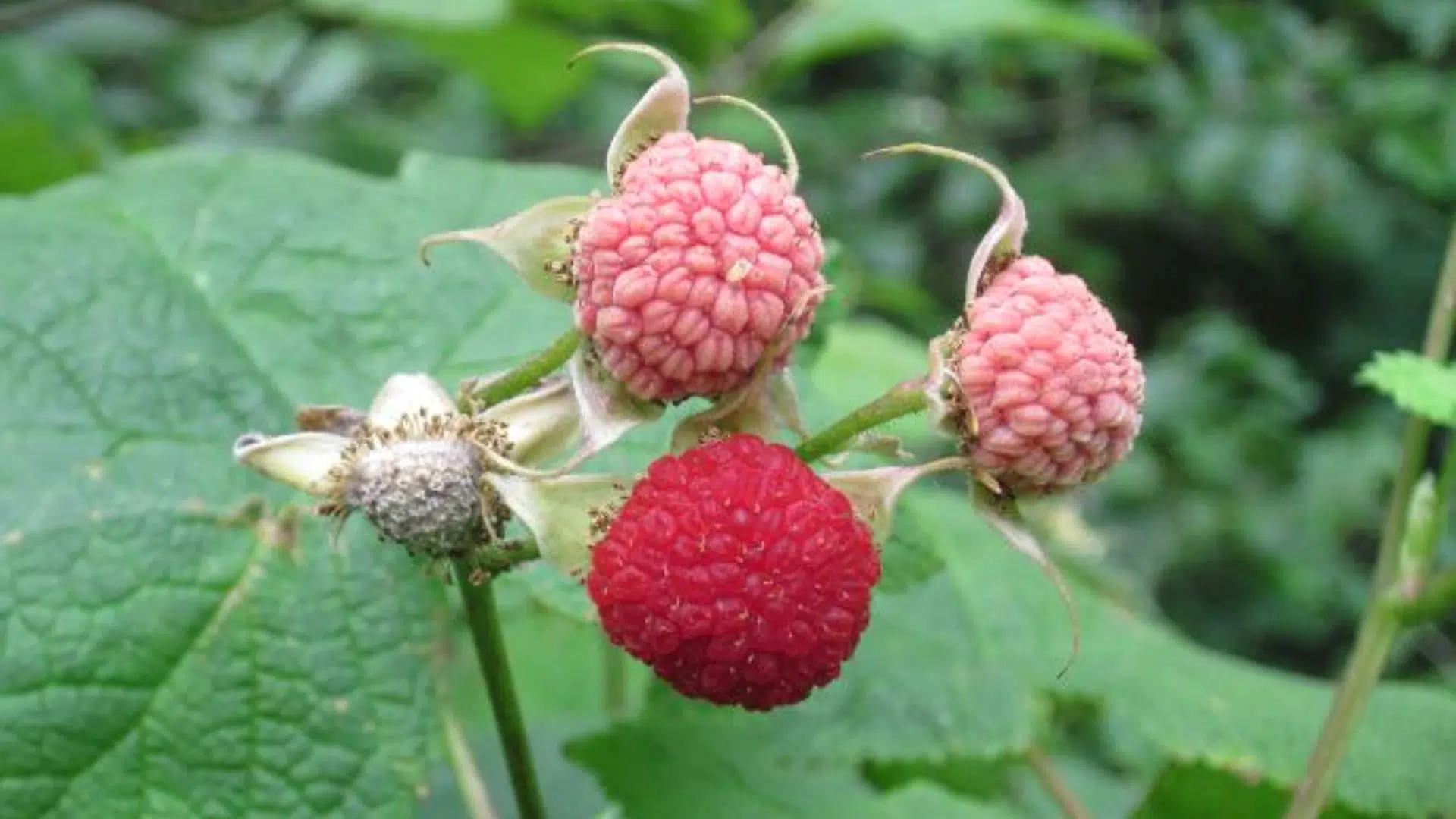Thimbleberry