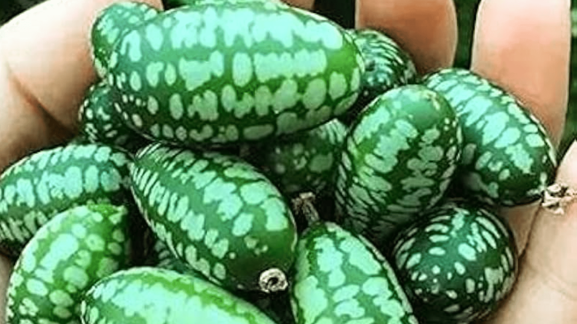 Thumbelina_Melon