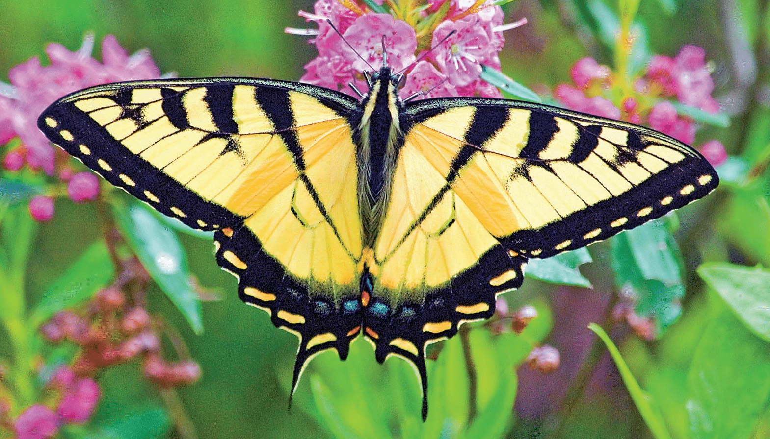 Tiger_Swallowtail
