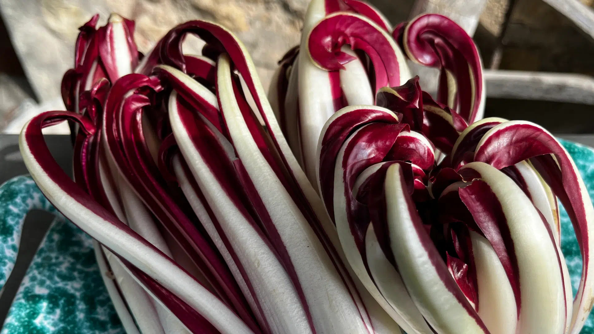 Treviso_Radicchio