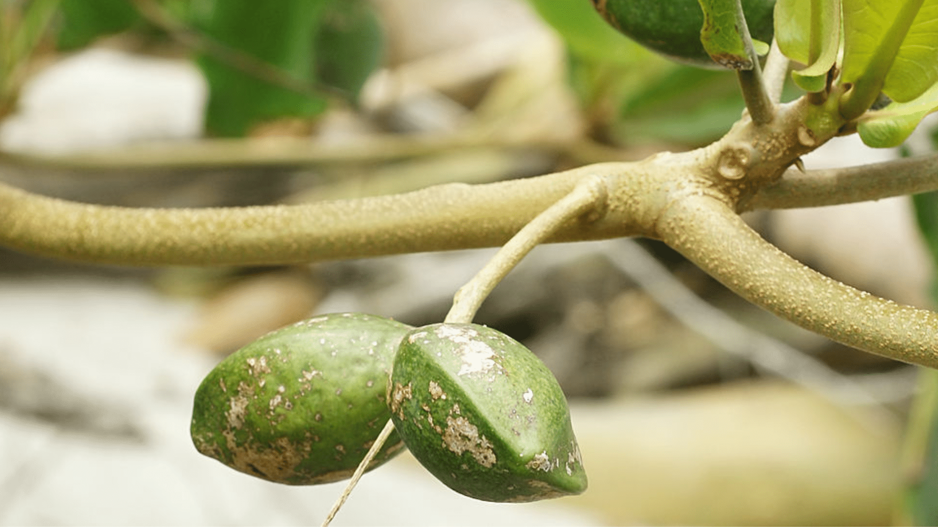 Tropical_Almond
