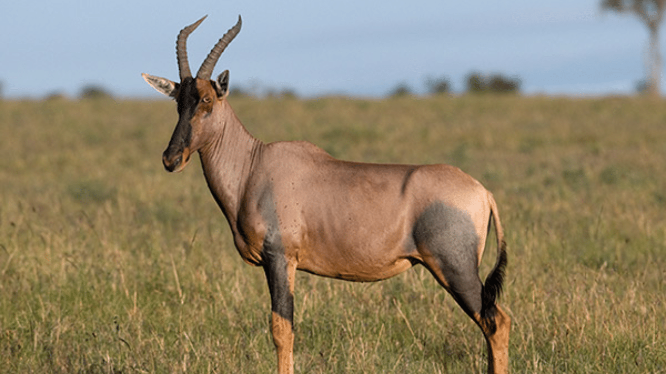 Tsessebe