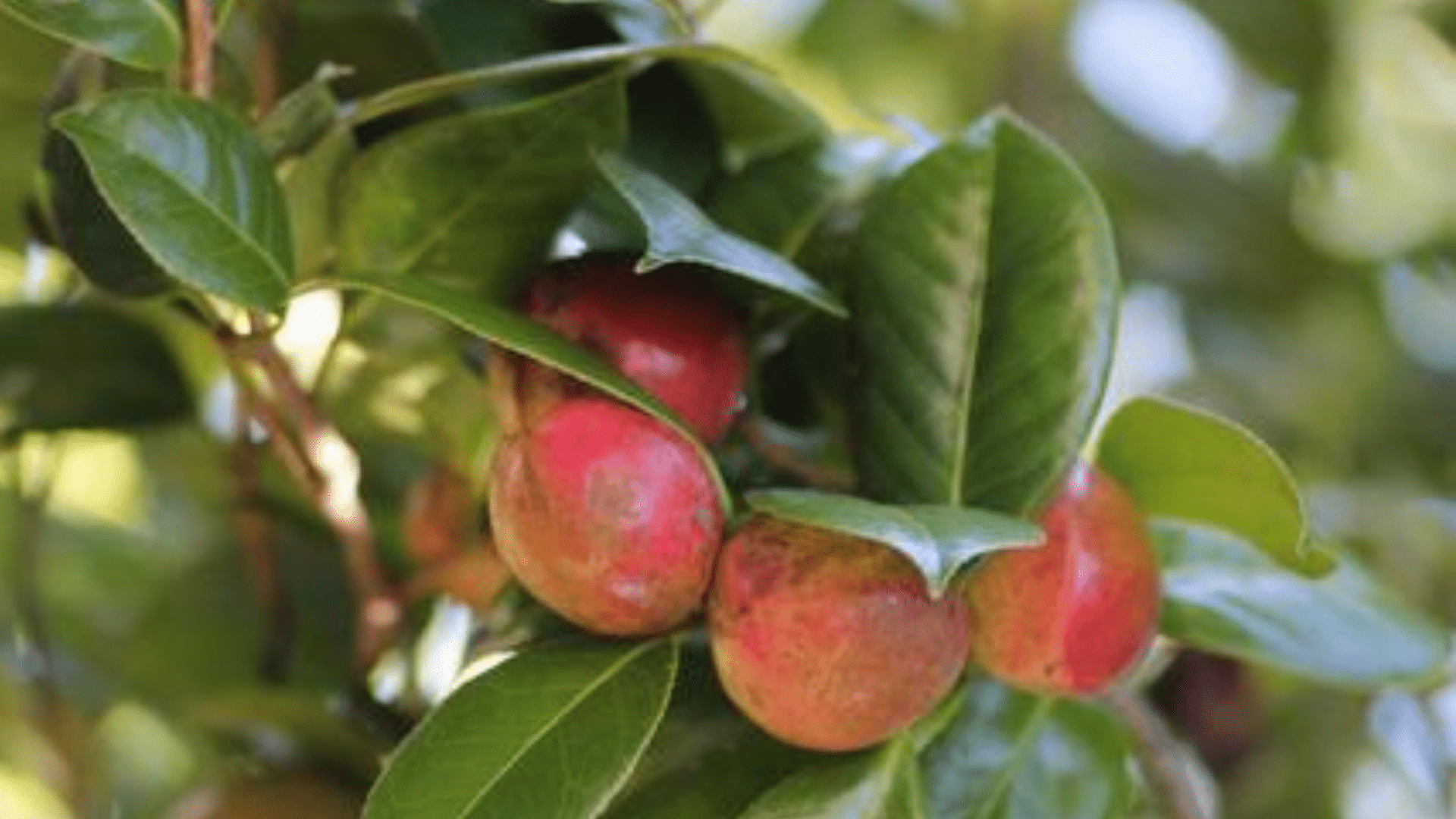 Tsubaki_Fruit