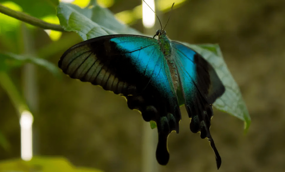 Ulysses_Swallowtail