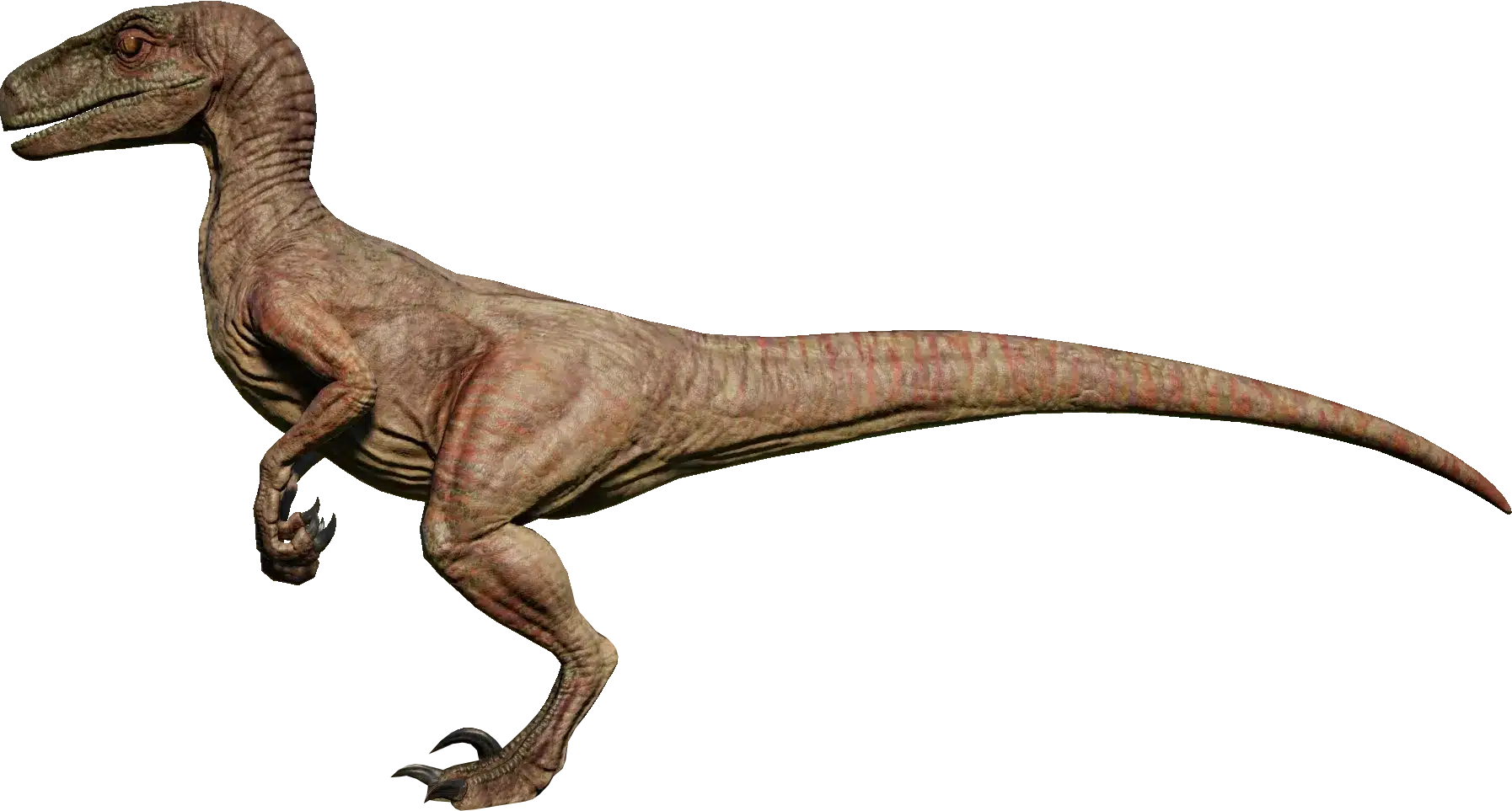 Velociraptor