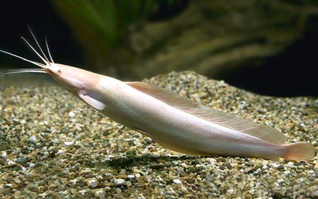 Walking_Catfish