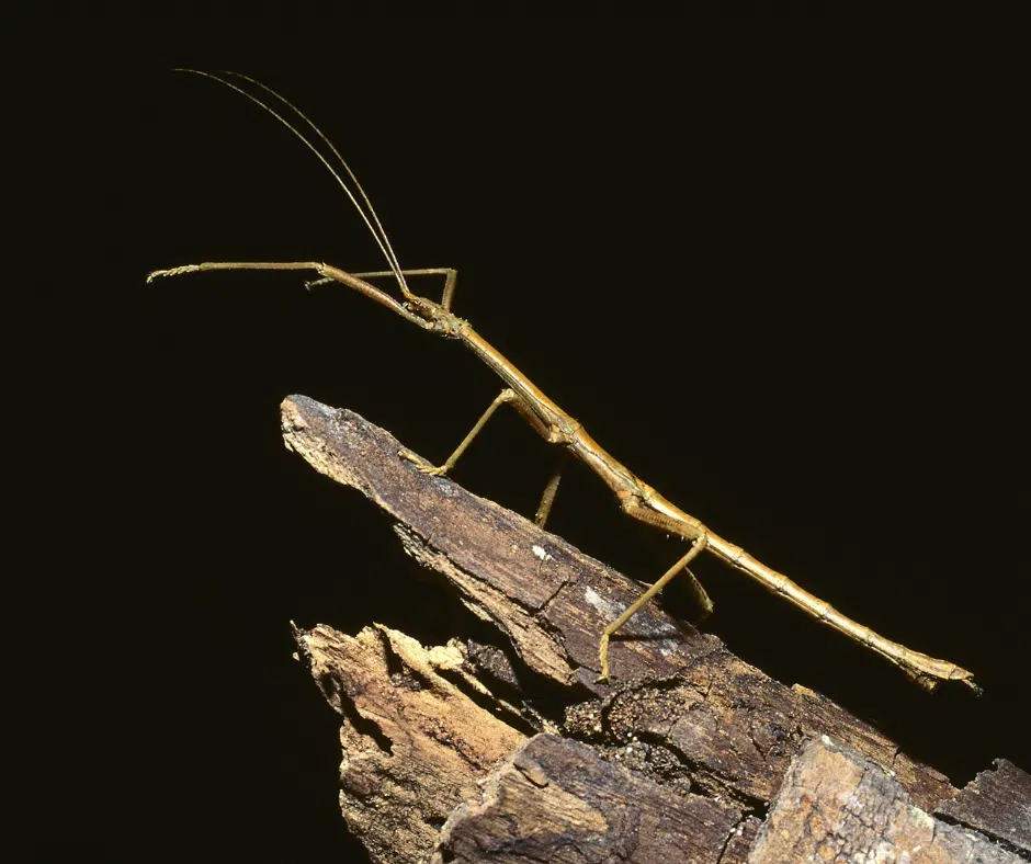 Walking_Stick_Insect