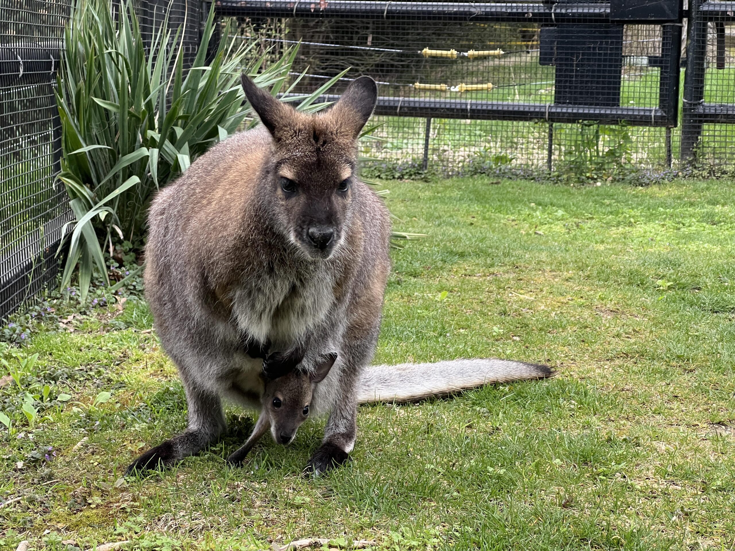 Wallaby