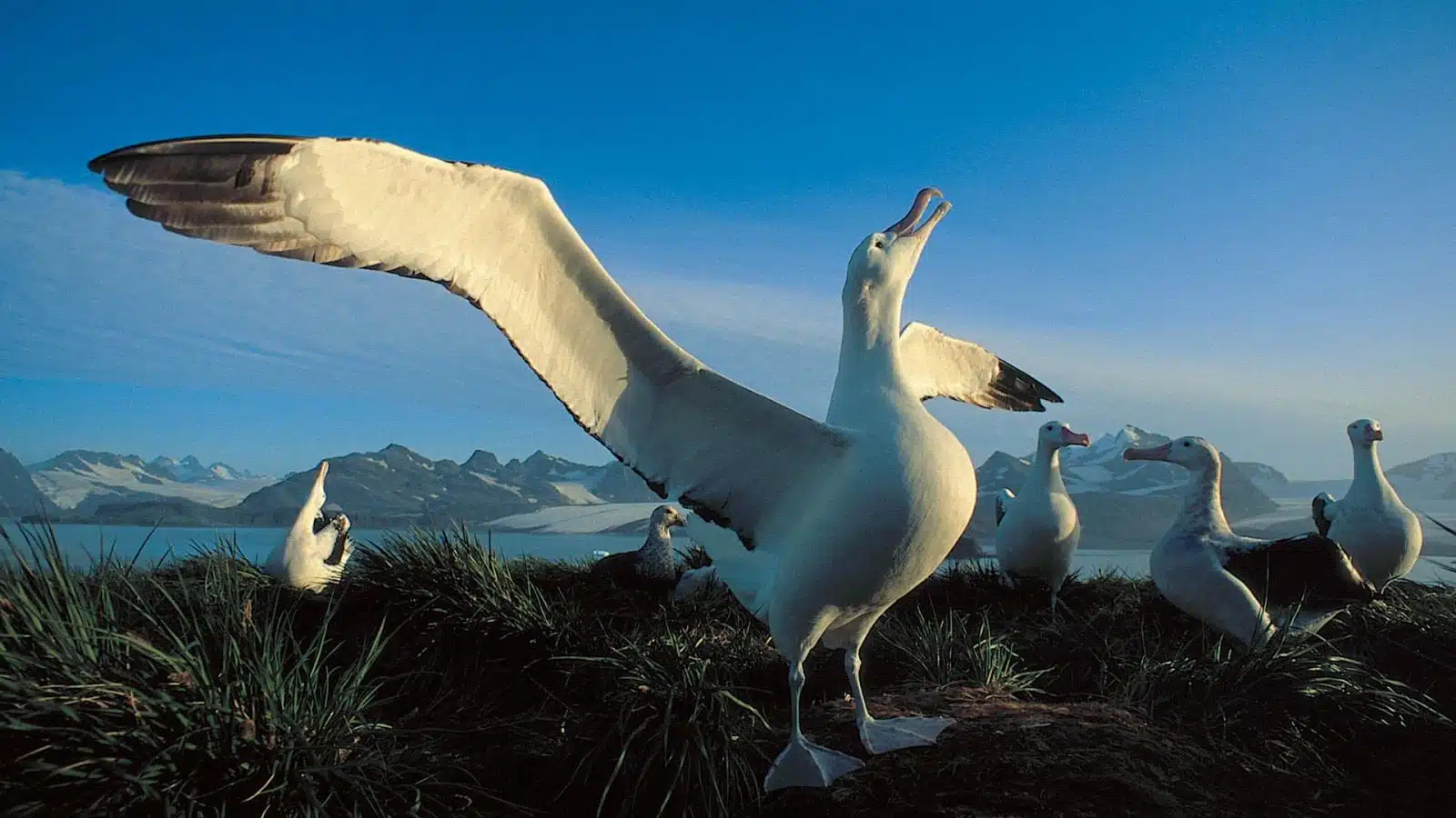 Wandering_Albatross
