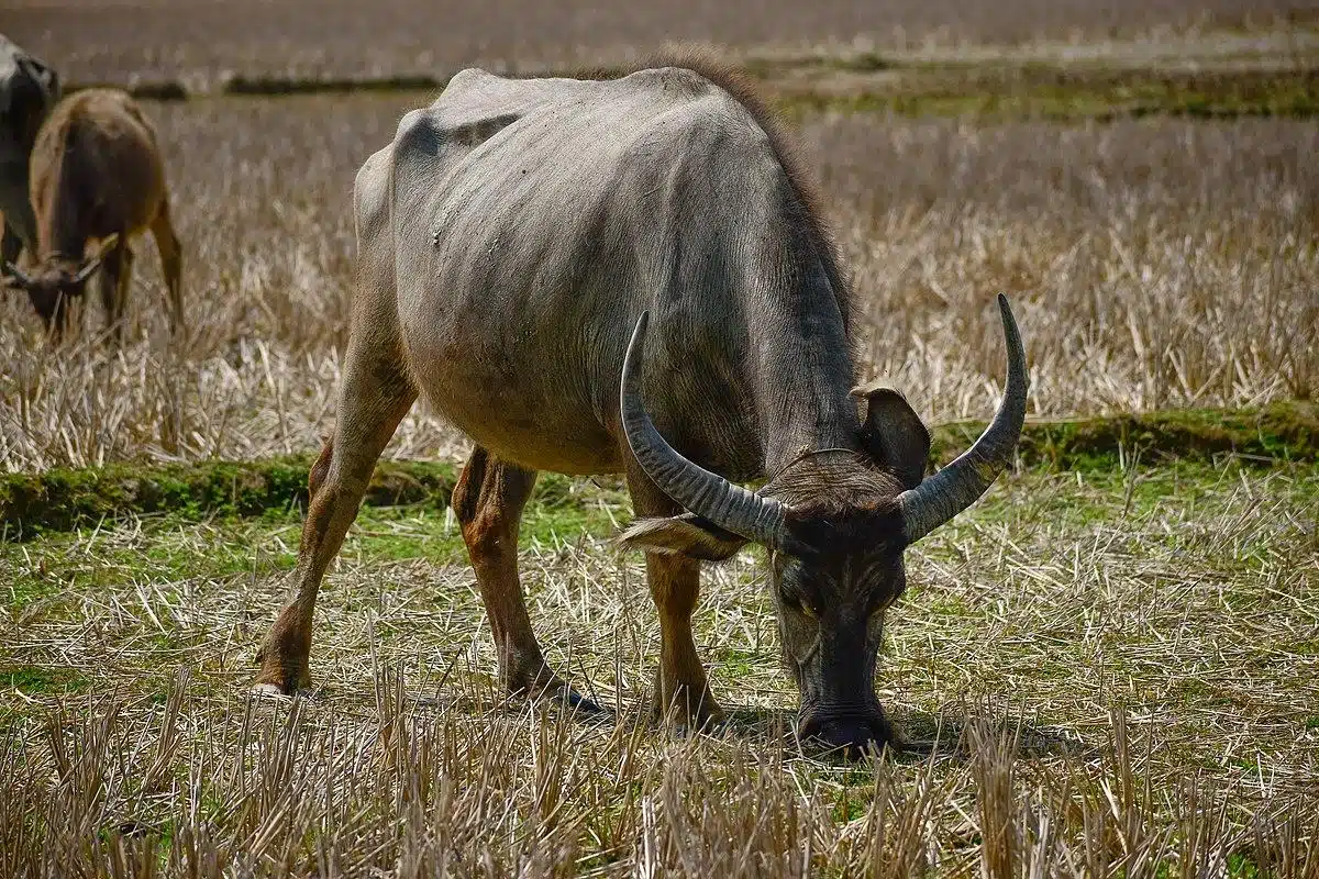 Water_Buffalo