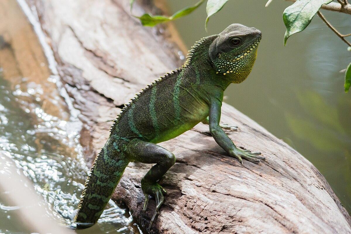 Water_Dragon