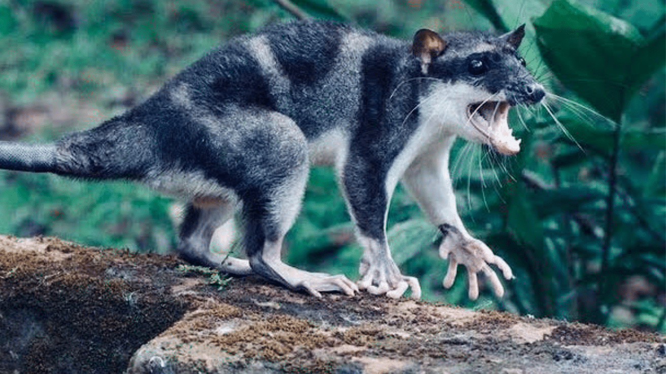 Water_Opossum