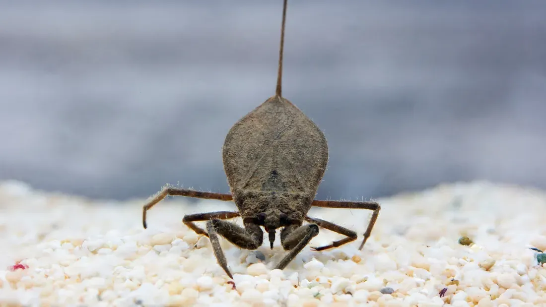 Water_Scorpion