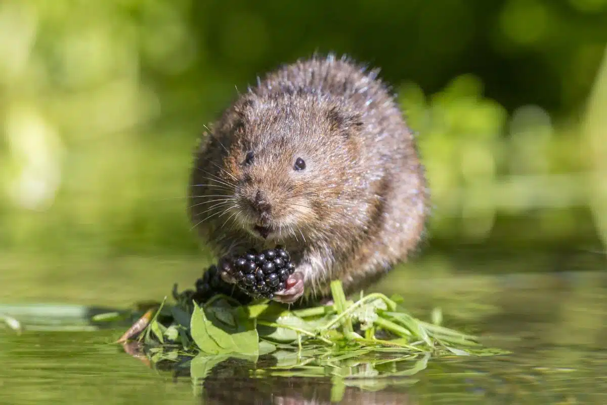 Water_Vole