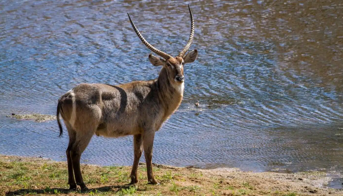 Waterbuck