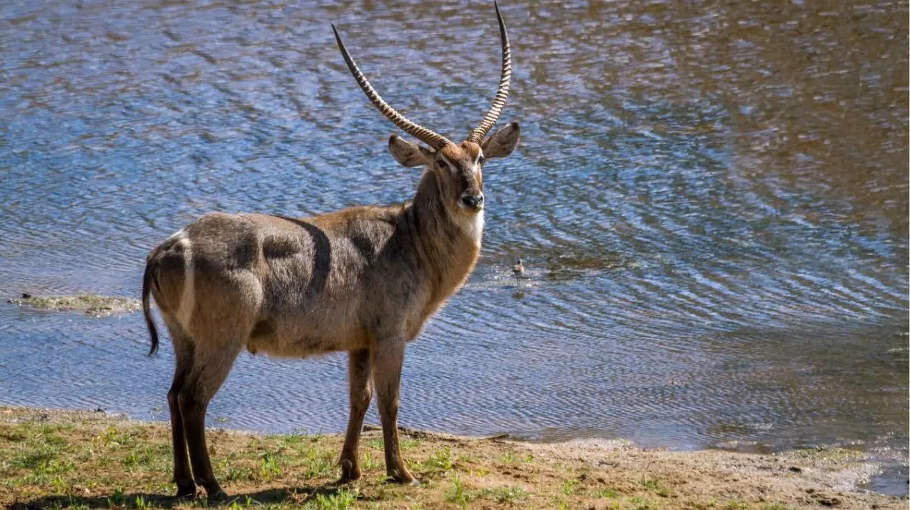 Waterbuck