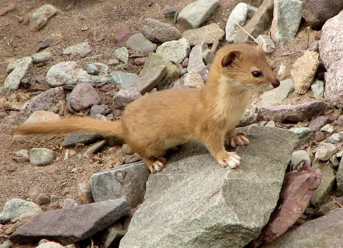 Weasel
