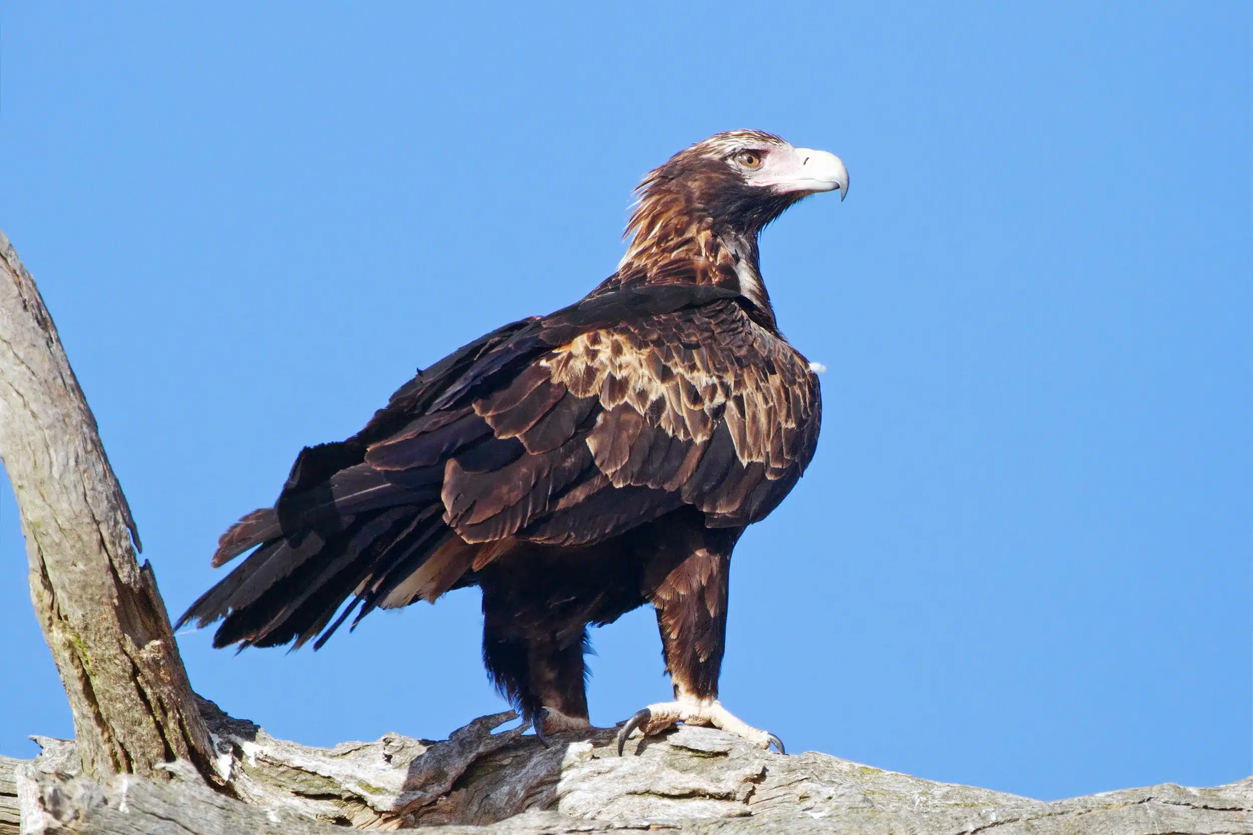 Wedge-Tailed_Eagle