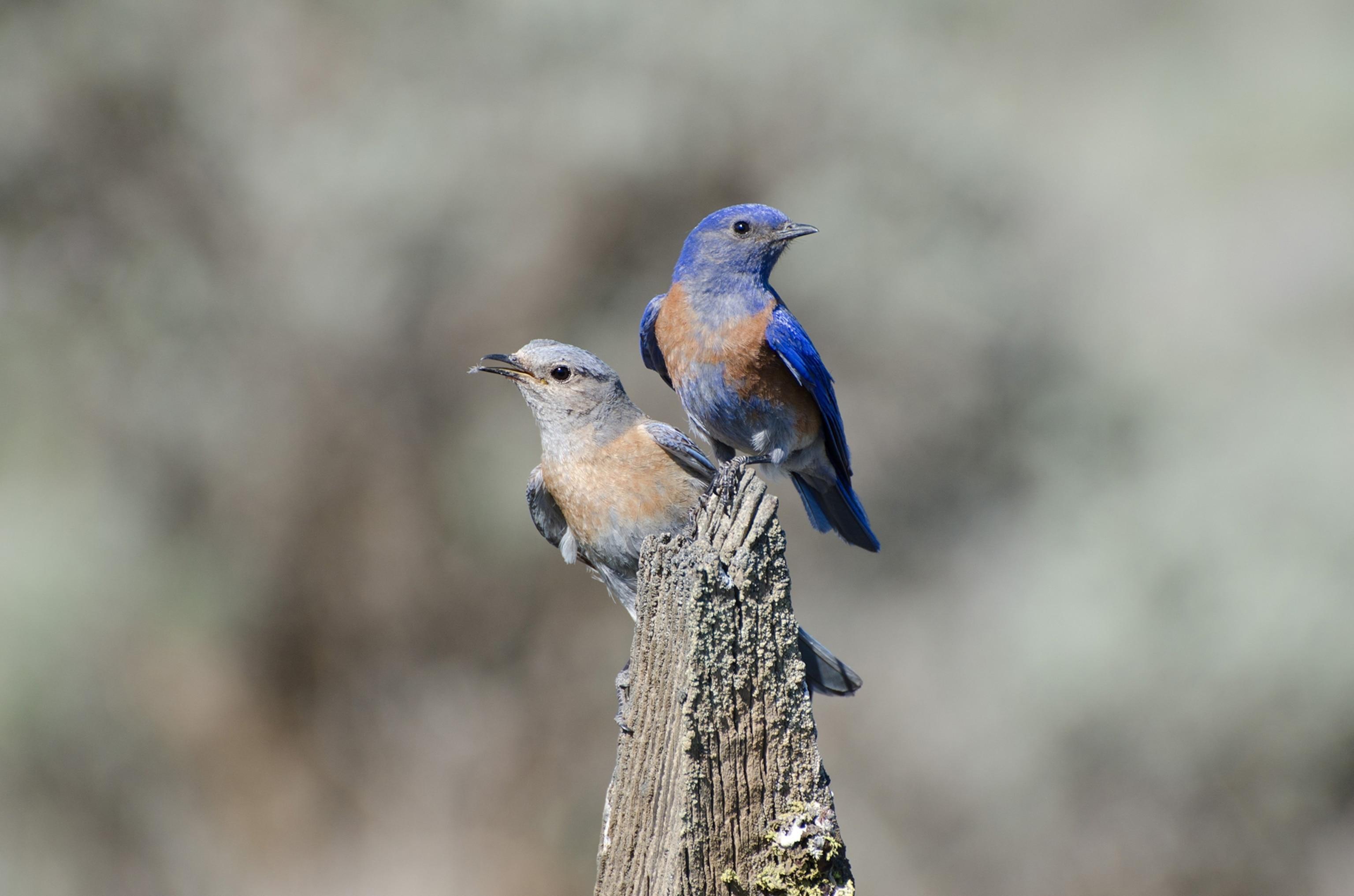 Western_Bluebird