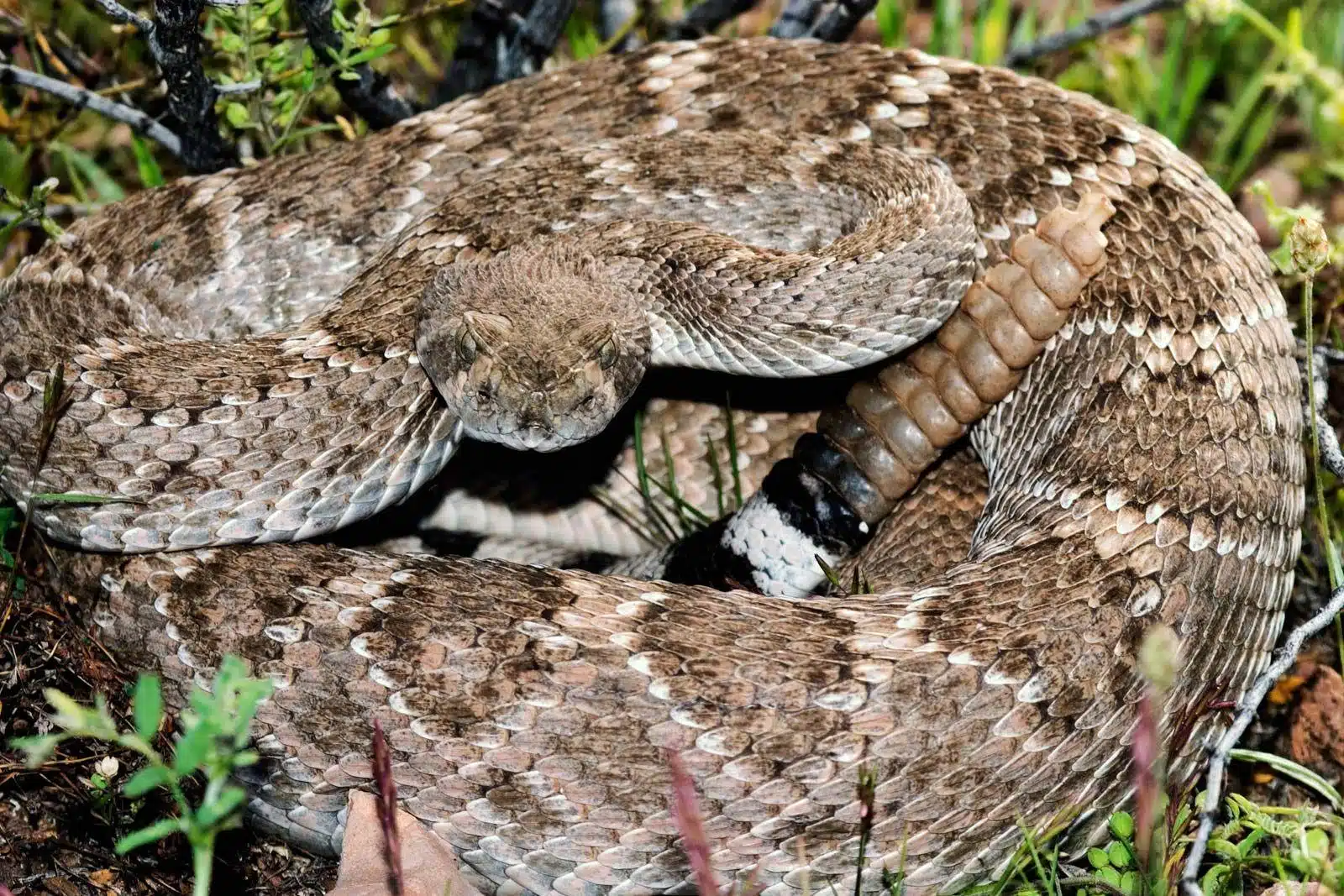 Western_Diamondback_Rattlesnake