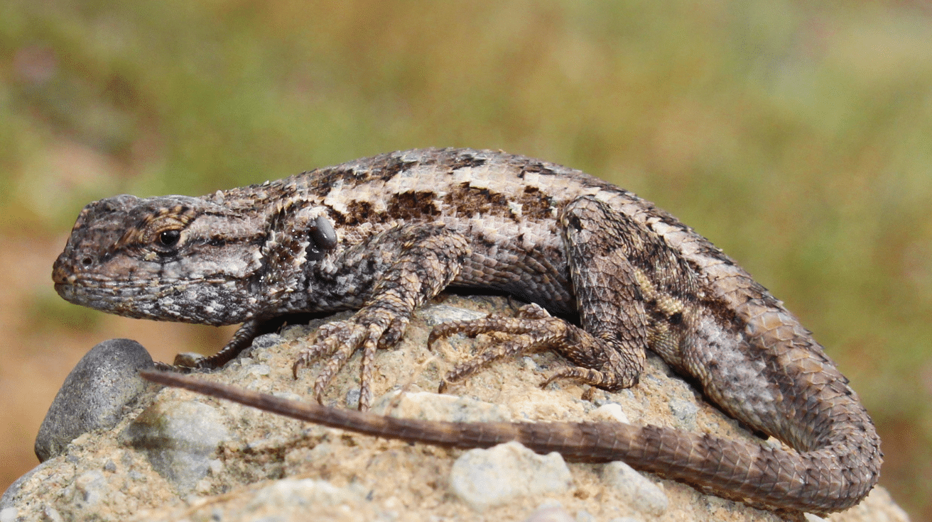 Western_Fence_Lizard