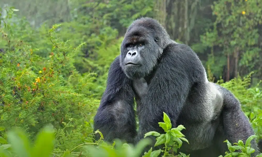 Western_Gorilla
