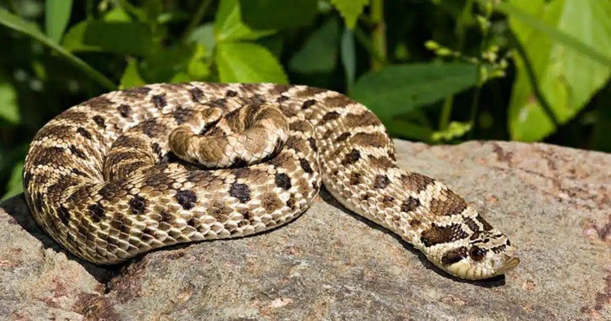 Western_Hog-Nosed_Snake