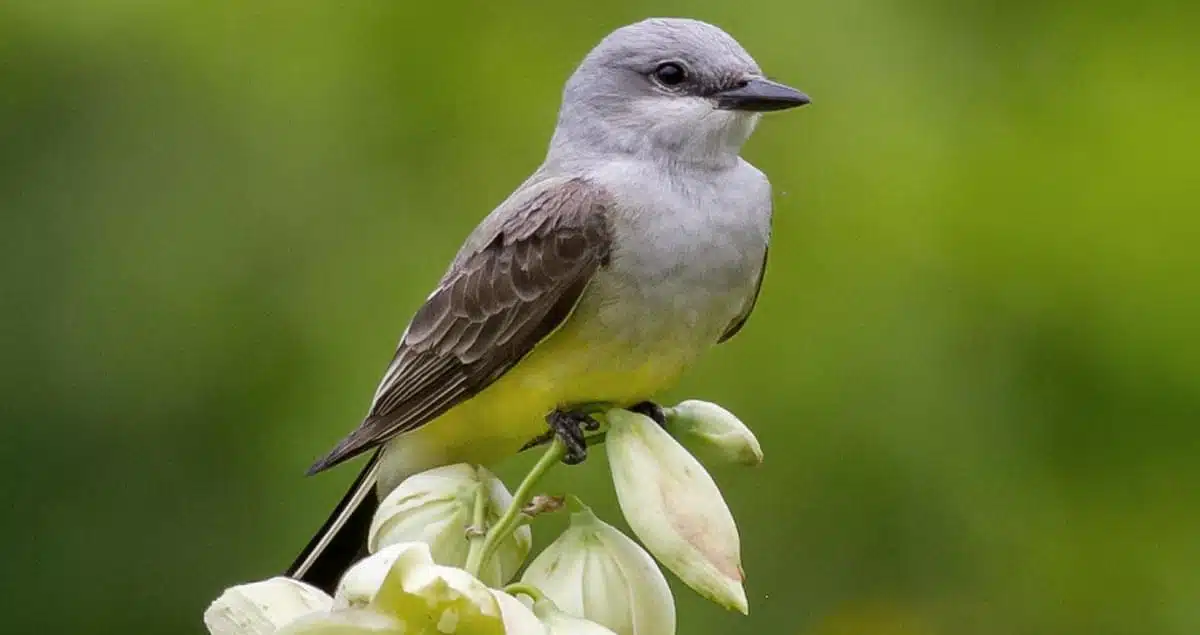 Western_Kingbird