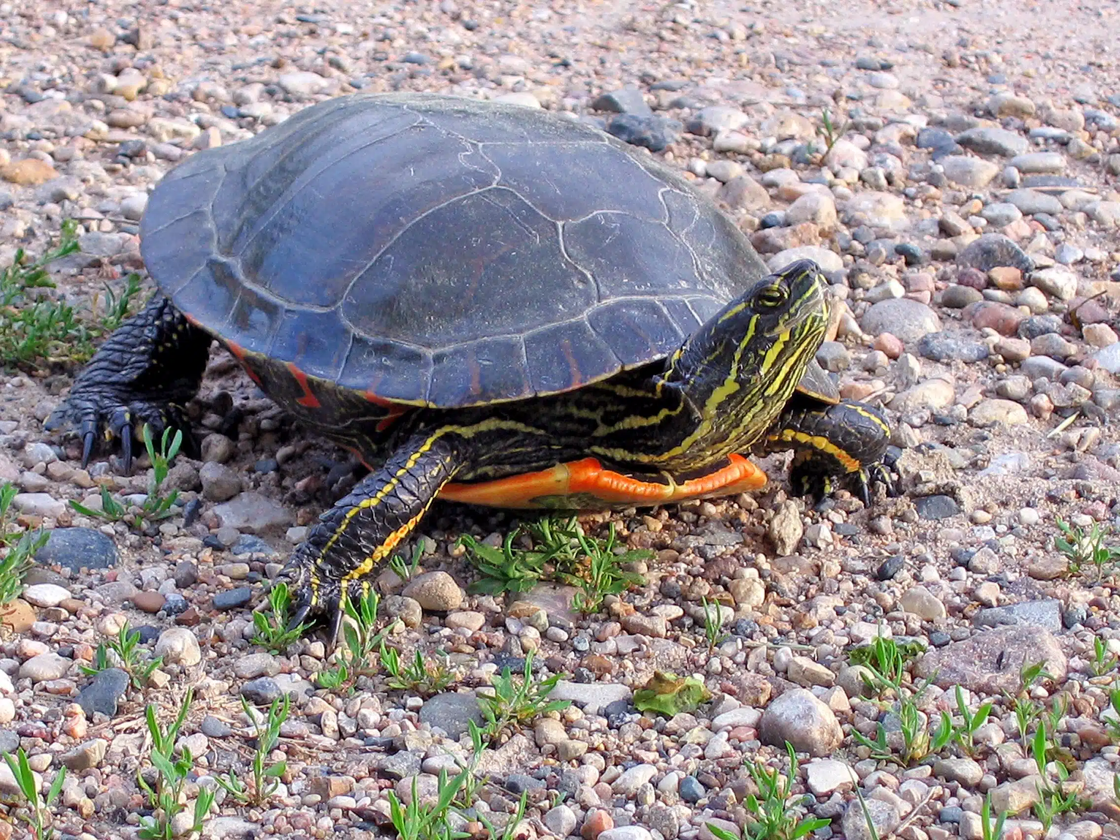 Western_Painted_Turtle