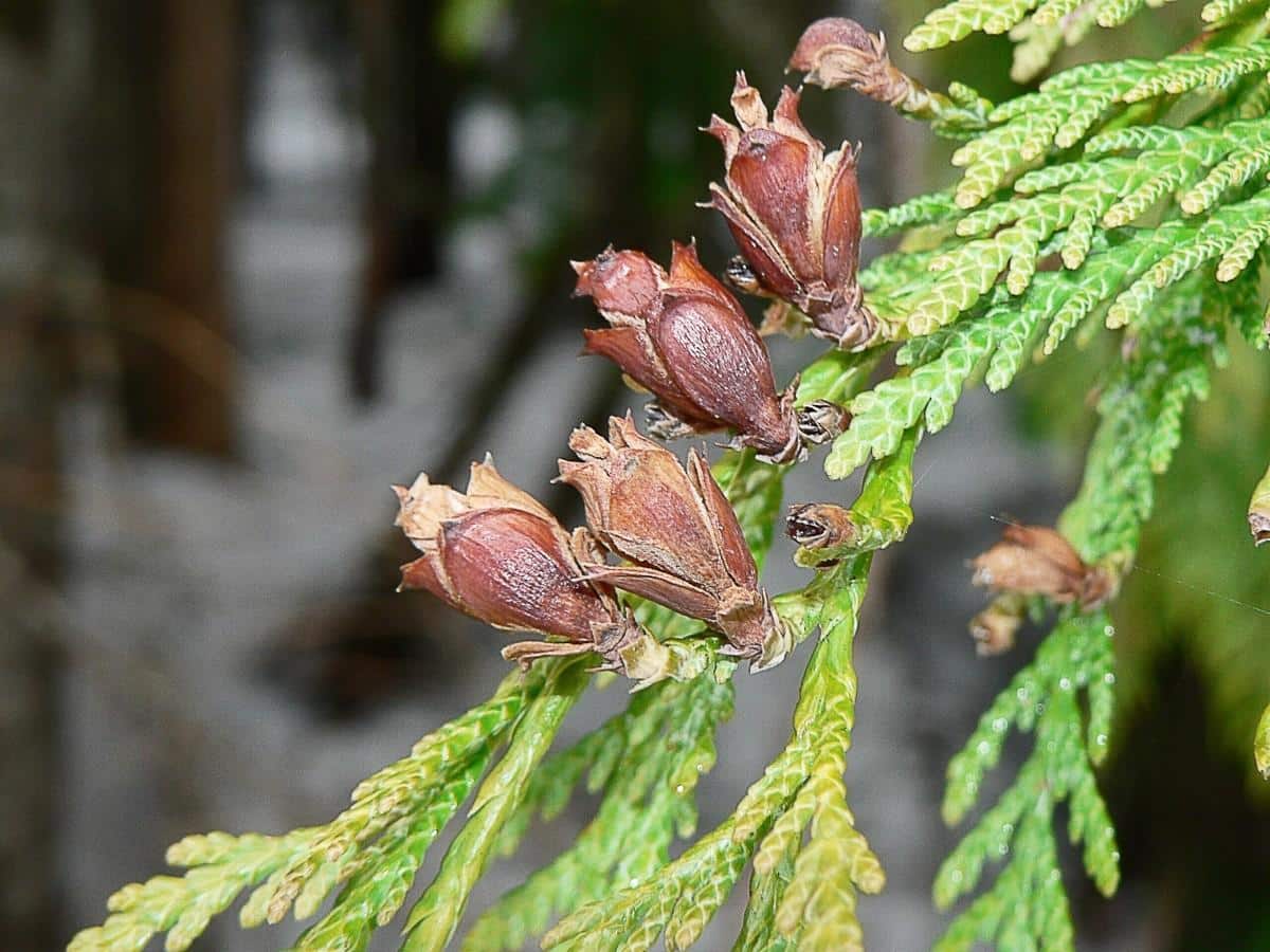 Western_Red_Cedar