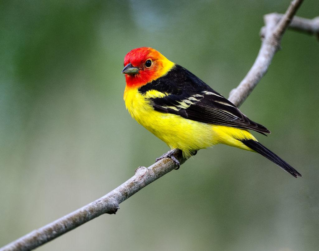 Western_Tanager