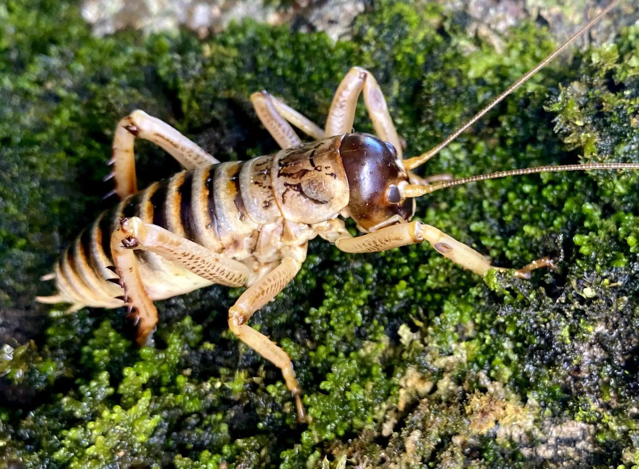 Weta