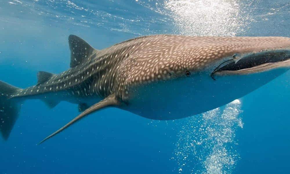 Whale_Shark