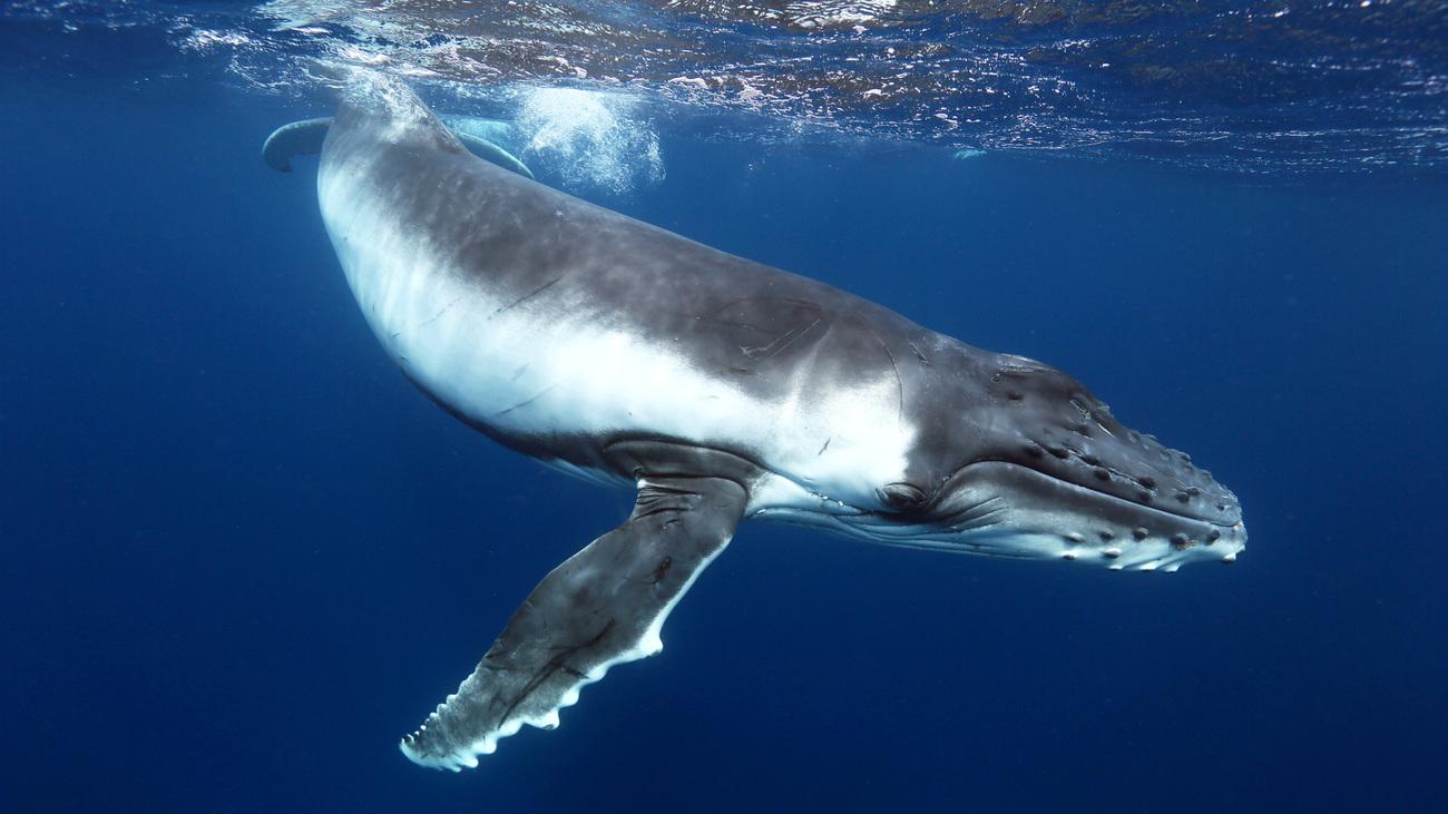 Whales