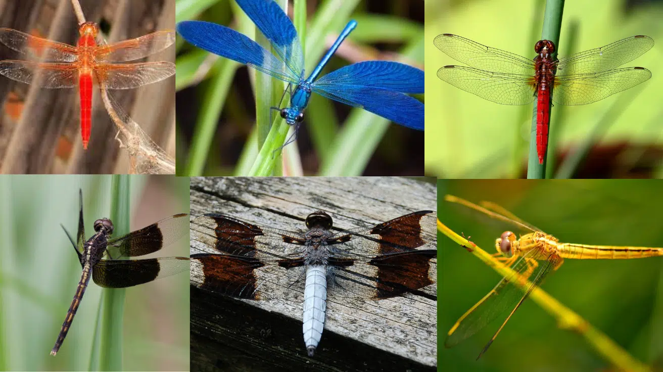 What_Different_Colors_of_Dragonflies_Mean_Spiritually