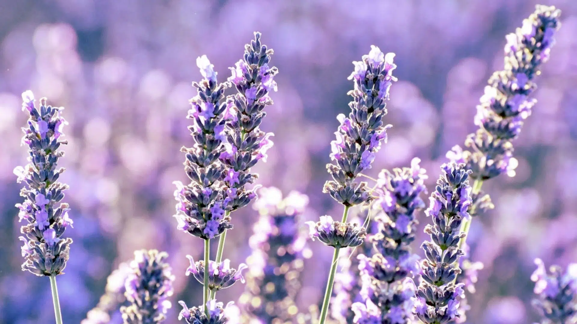 What_Does_the_Lavender_Mean