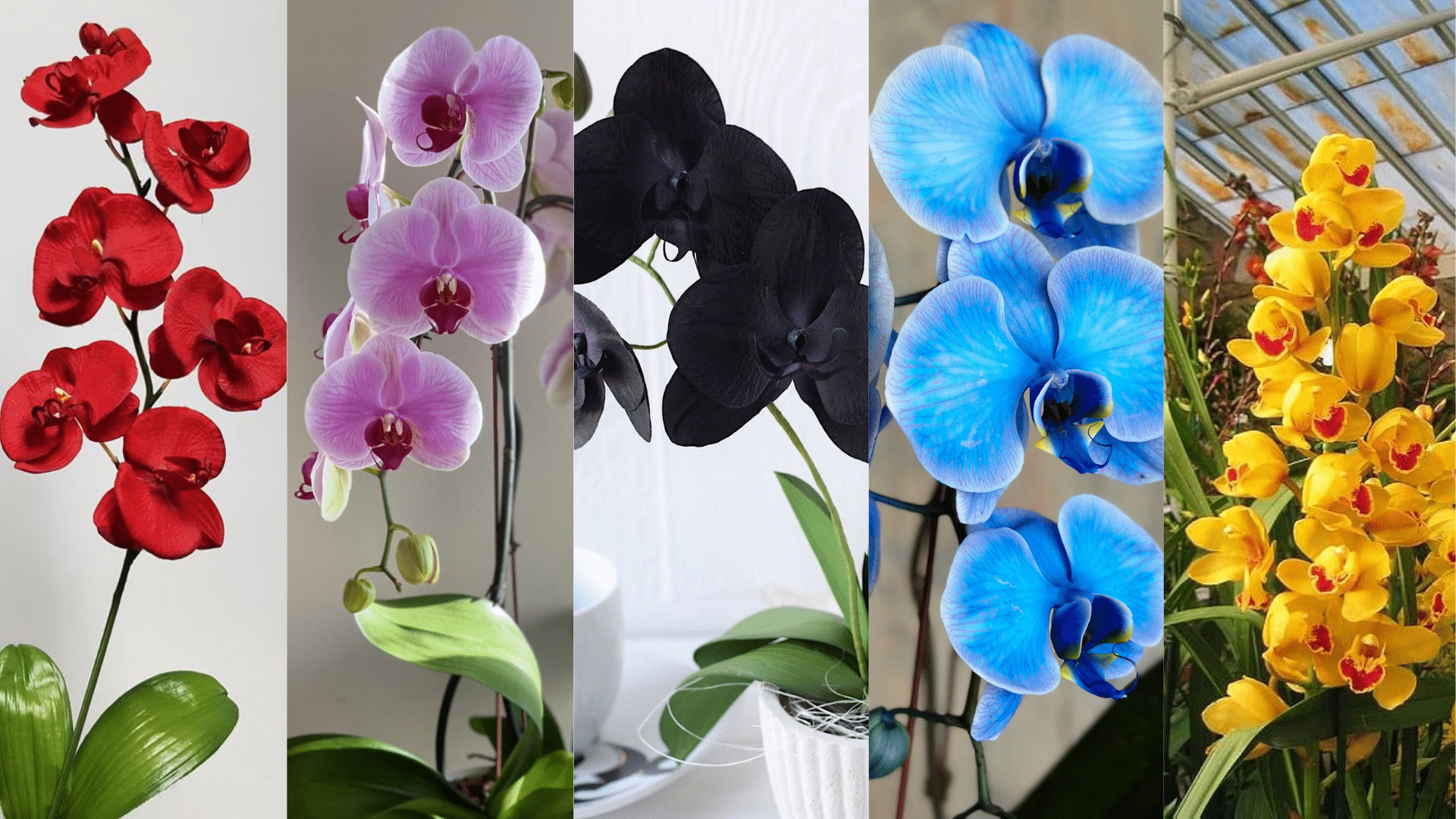 What_Orchid_Colors_Really_Mean