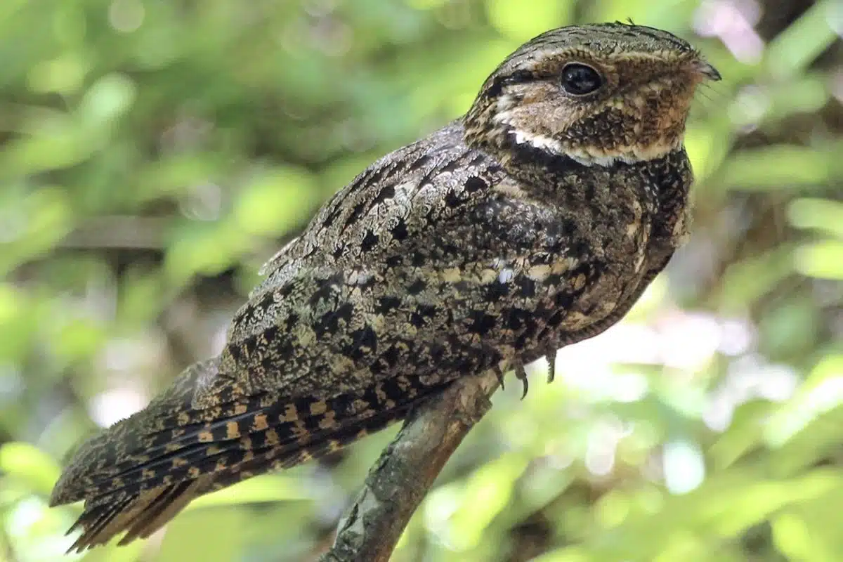 Whippoorwill