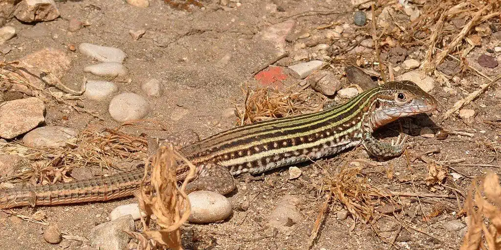 Whiptail_Lizard