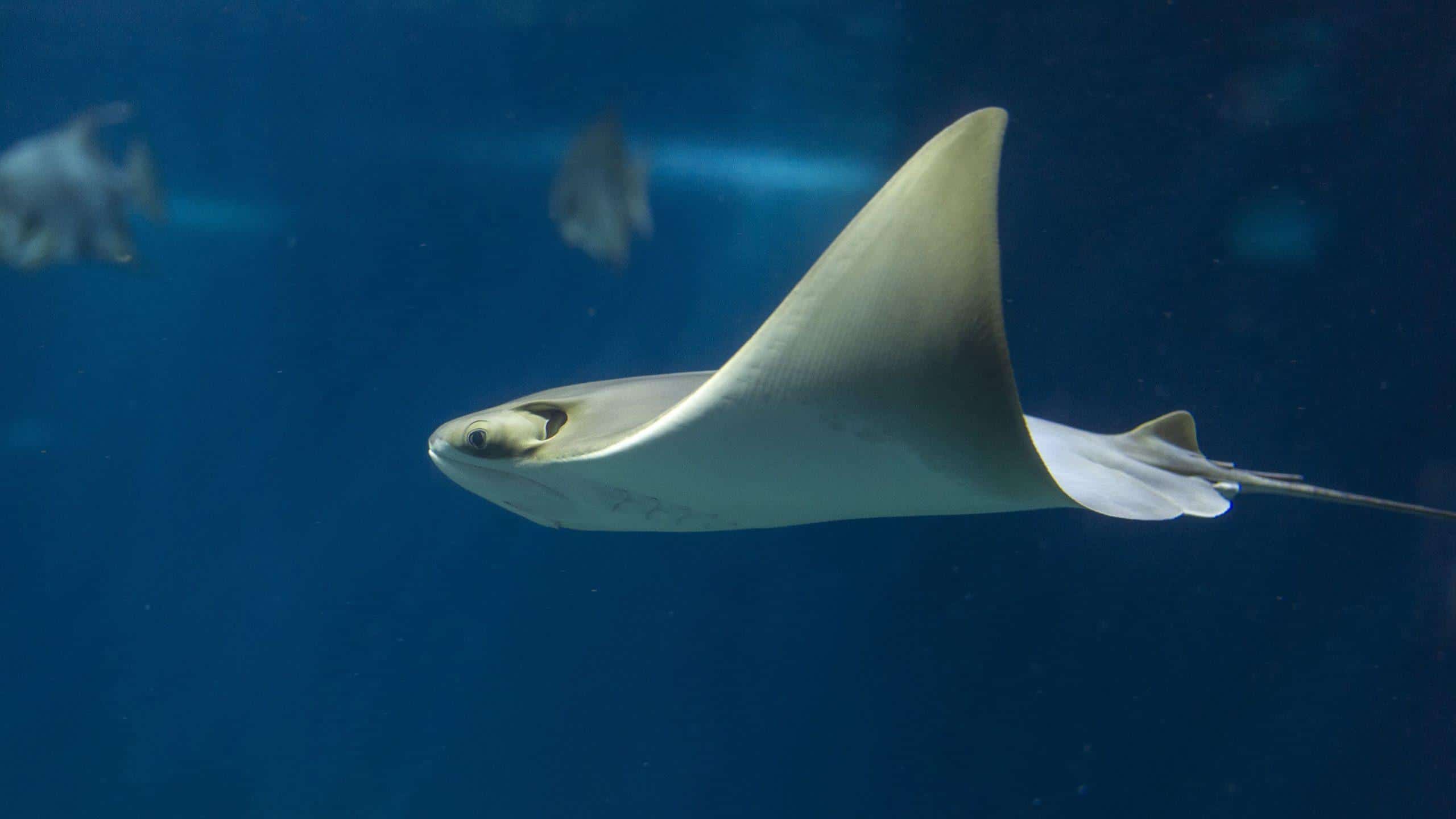Whiptail_Stingray
